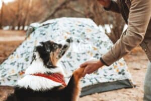 Read more about the article Dog Friendly Campsites in Scotland